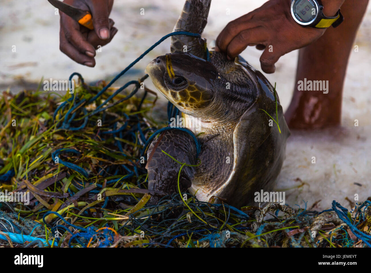 Sea turtle shell washed up on beach with fishing net wrapped around it, man saves sea turtle from fishing net. Tropical country, saving marine life Stock Photo