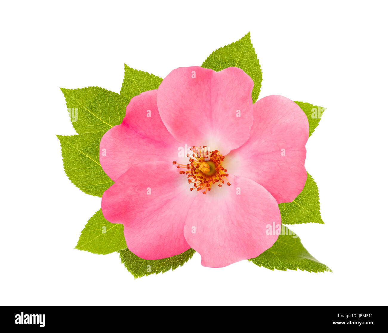 Dog rose (rosa canina) isolated on white background Stock Photo - Alamy