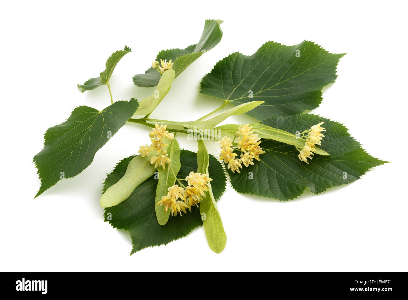 linden branch with bract and flowers isolated on white background Stock Photo
