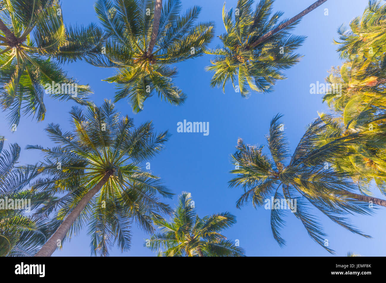 Amazing green palm trees with blue sky. Nature background Stock Photo ...