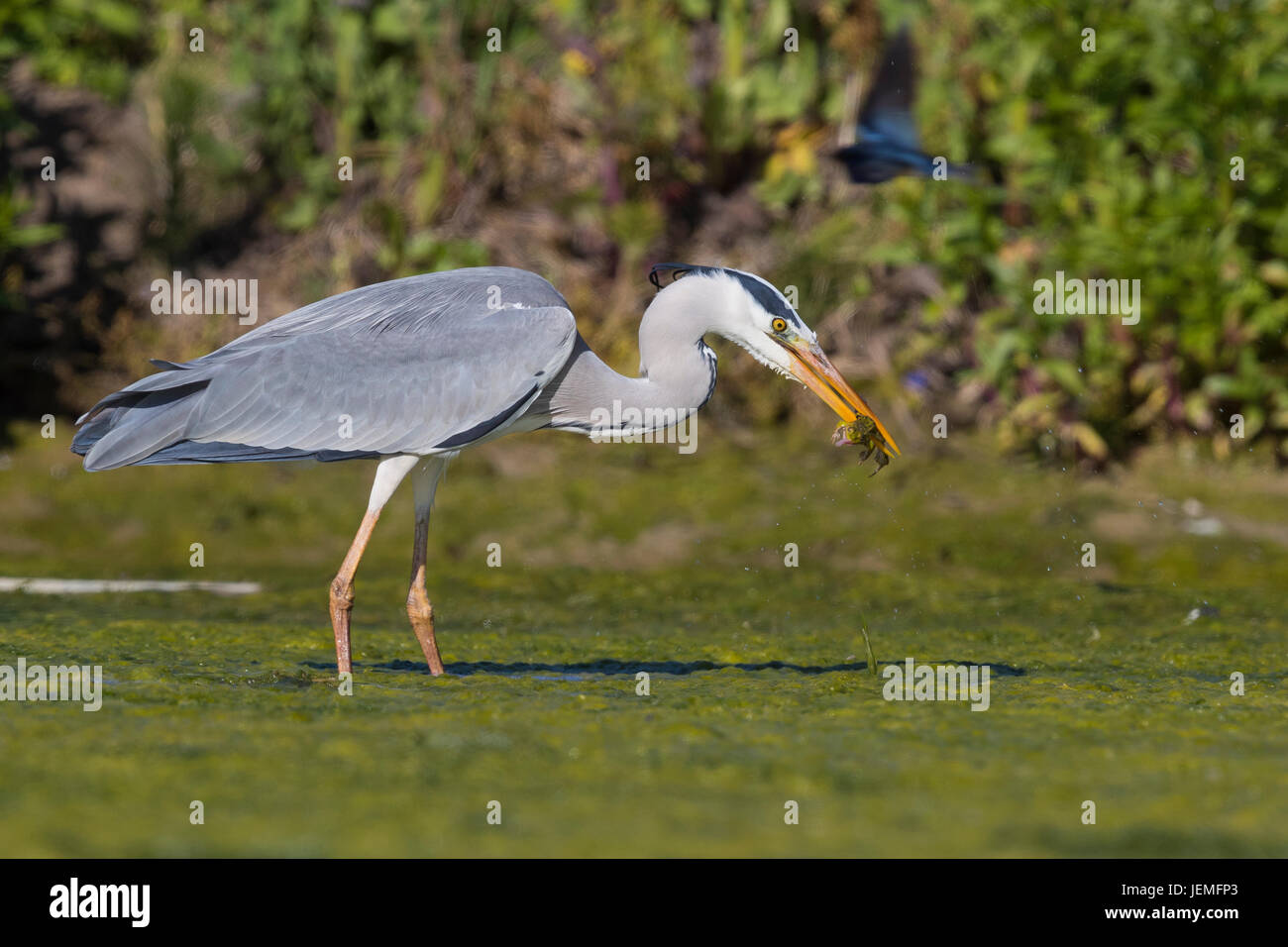 Grey Heron (Ardea cinerea), adult with a caught frog in its bill Stock Photo