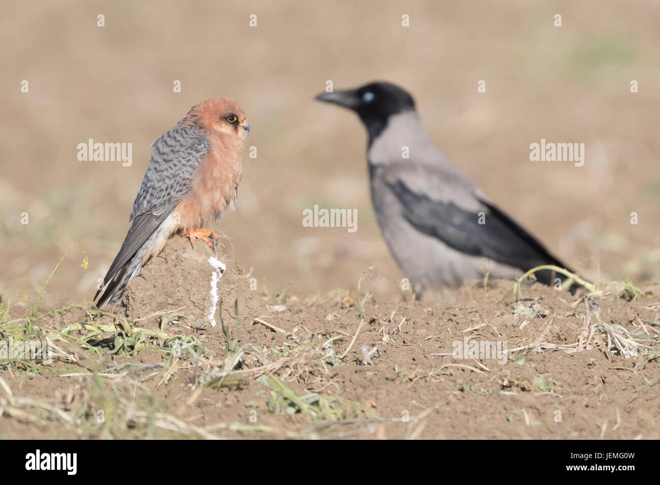 Red-footed Falcon (Falco vespertinus), adult female standing on the grond with a hooded crow in background Stock Photo