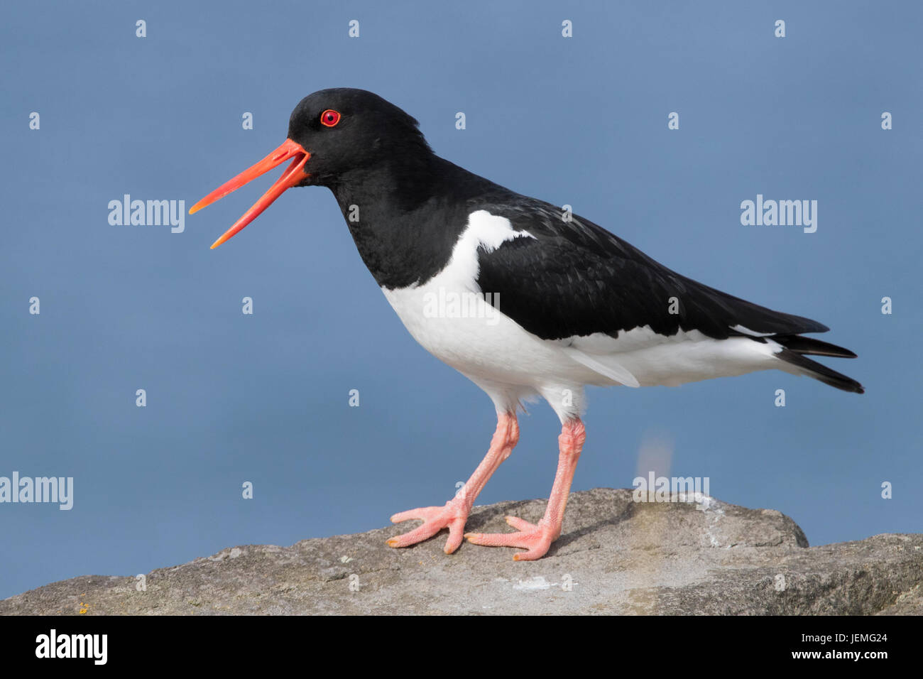 Eurasian Oystercatcher (Haematopus ostralegus), adult calling from the ...