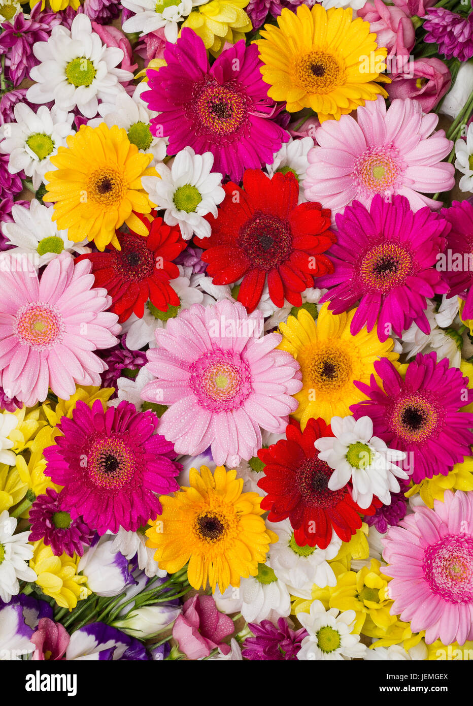 Gerbera and other different flowers arranged as a colorful natural  background image with white, yellow, red and pink blossoms - flat lay  photography Stock Photo - Alamy