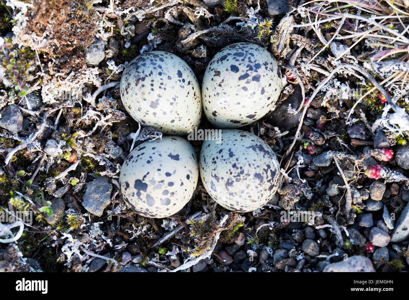 Eggs of Ringed Plover (Charadrius hiaticula psammodromus), eggs on the ground with pebbles around Stock Photo