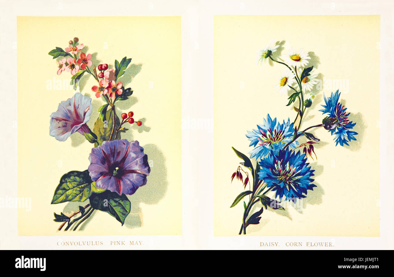 Double old illustration of flowers. By unidentified author, published on Poets in the Garden, ed. Fisher Unwin, London 1886 Stock Photo
