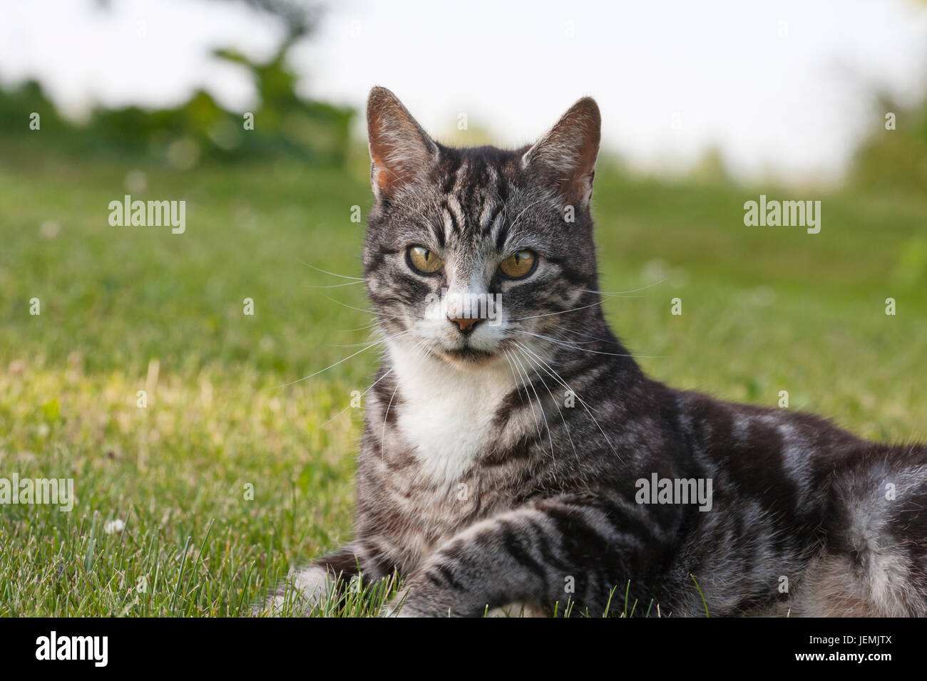 Tabby cat lying down on grass Stock Photo