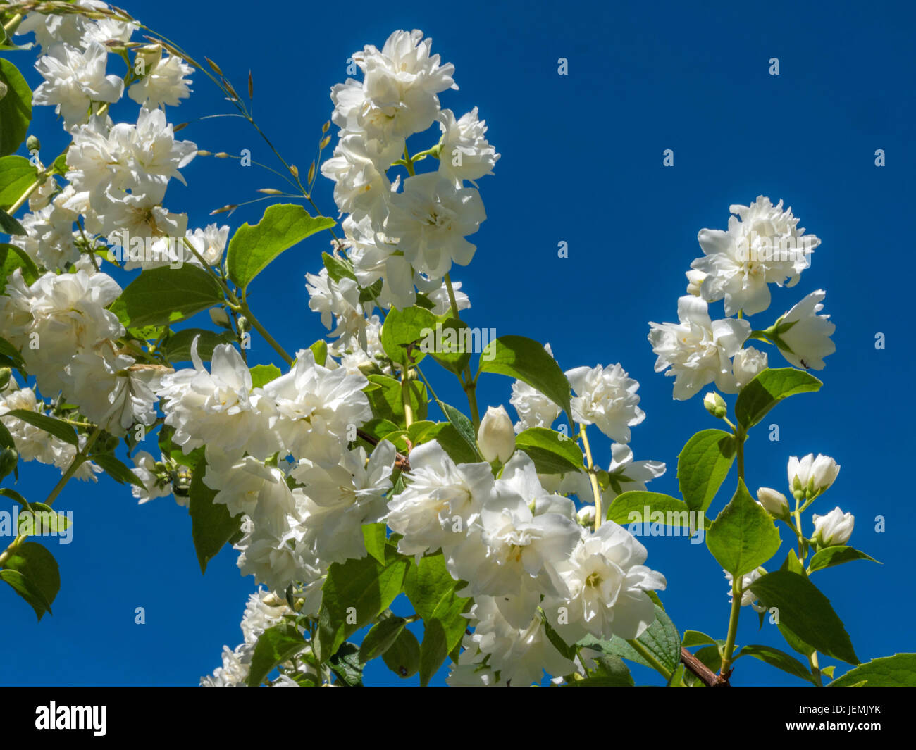 Beautiful White Jasmine Flowers MockOrange (Philadelphus Hybride) in