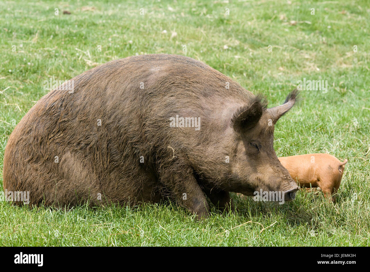 Aggressive Pig Breeds