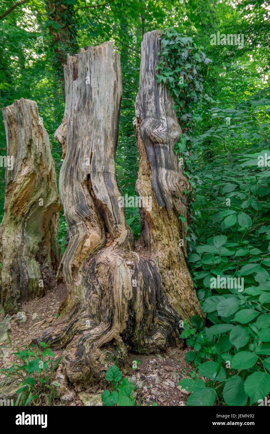 Tree stump in the forest, Albtrauf, Honau, Baden-Wuerttemberg, Germany, Europe Stock Photo