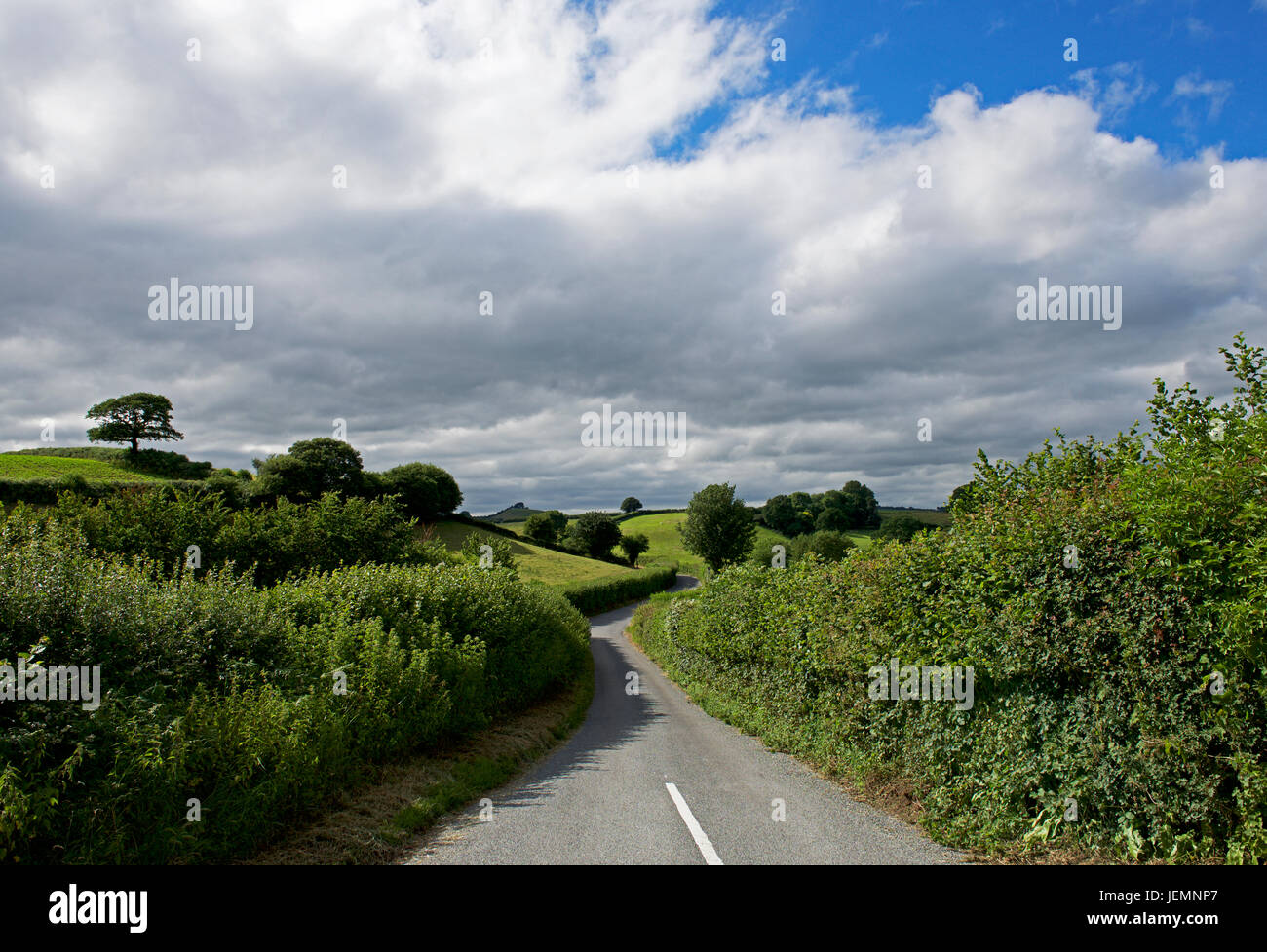 Hedge dorset hires stock photography and images Alamy