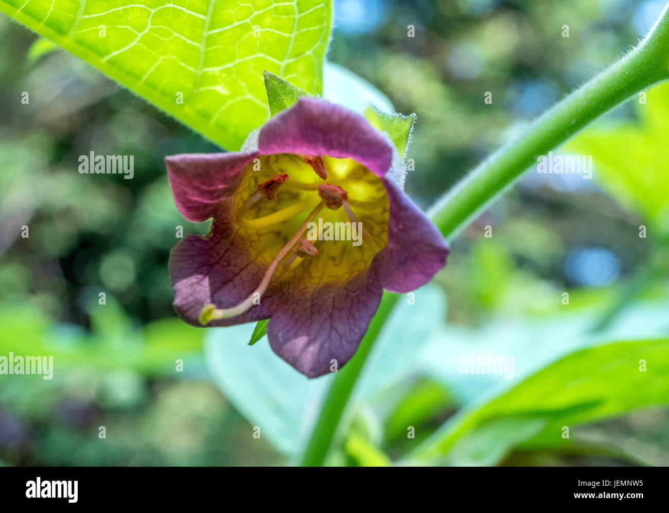 Belladonna or deadly nightshade (Atropa belladonna), Bavaria, Germany, Europe Stock Photo