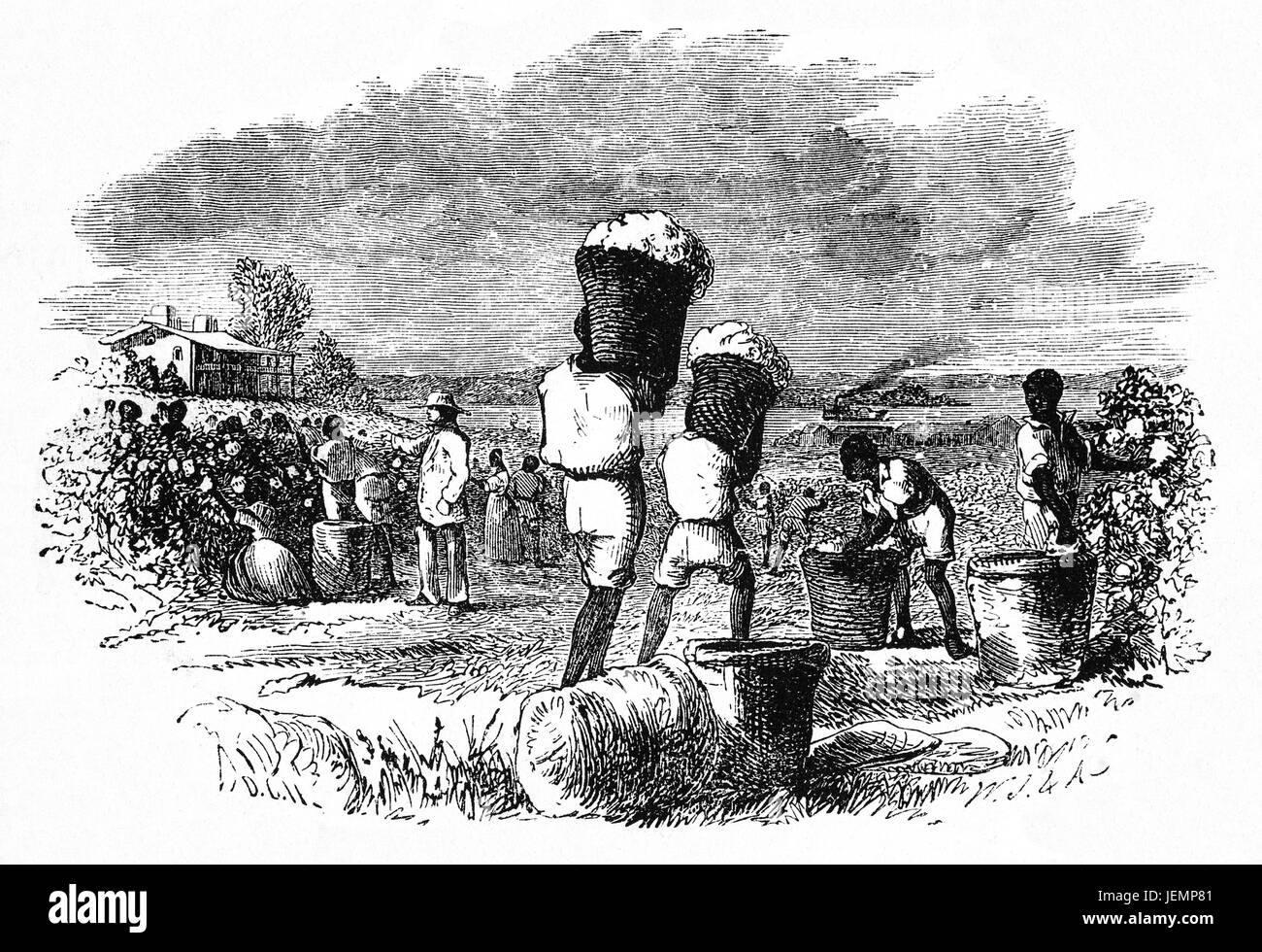 1879: Harvesting cotton, Georgia State, United States of America Stock Photo