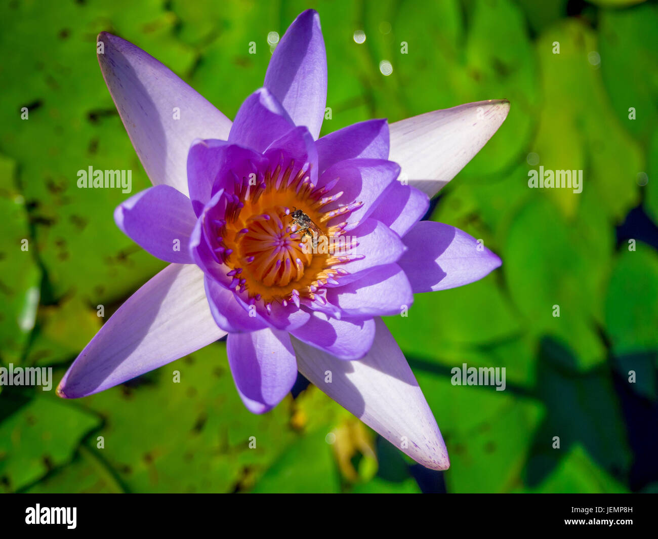 Blooming violet waterlily or lotus in the pond. Stock Photo