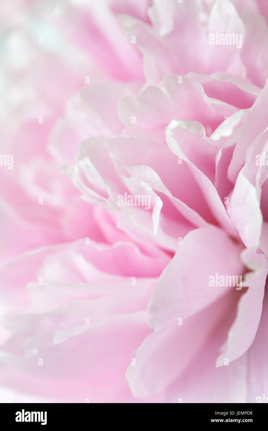 beautiful pink peony flower background Stock Photo - Alamy