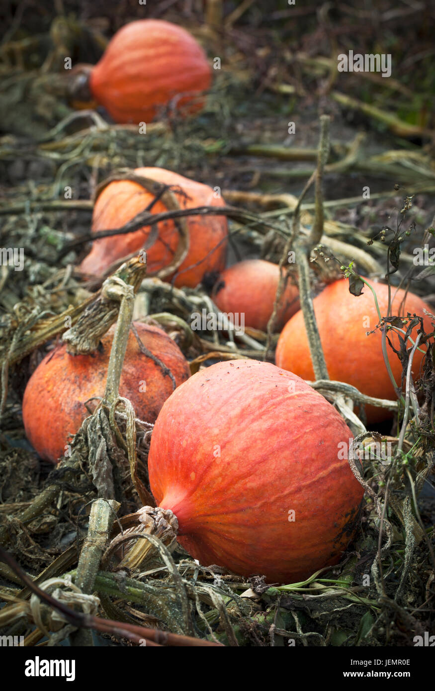 Pumpkins on field Stock Photo - Alamy
