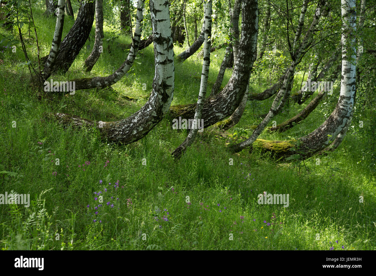 Birch grove with green grass and wildflowers in the summer Stock Photo ...