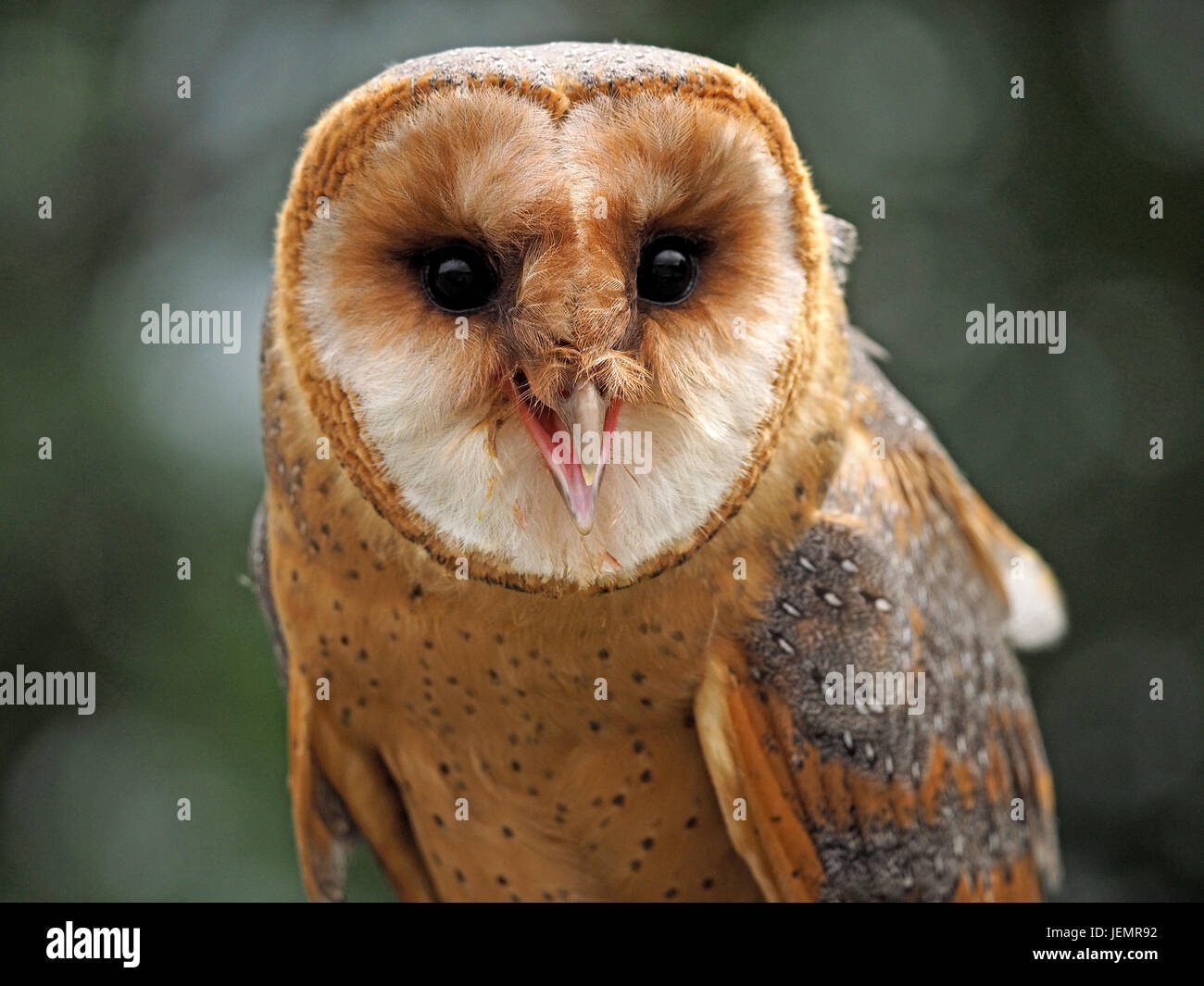 portrait of alert captive dark morph Barn Owl (Tyto alba) at a falconry centre in Oxfordshire England UK Stock Photo