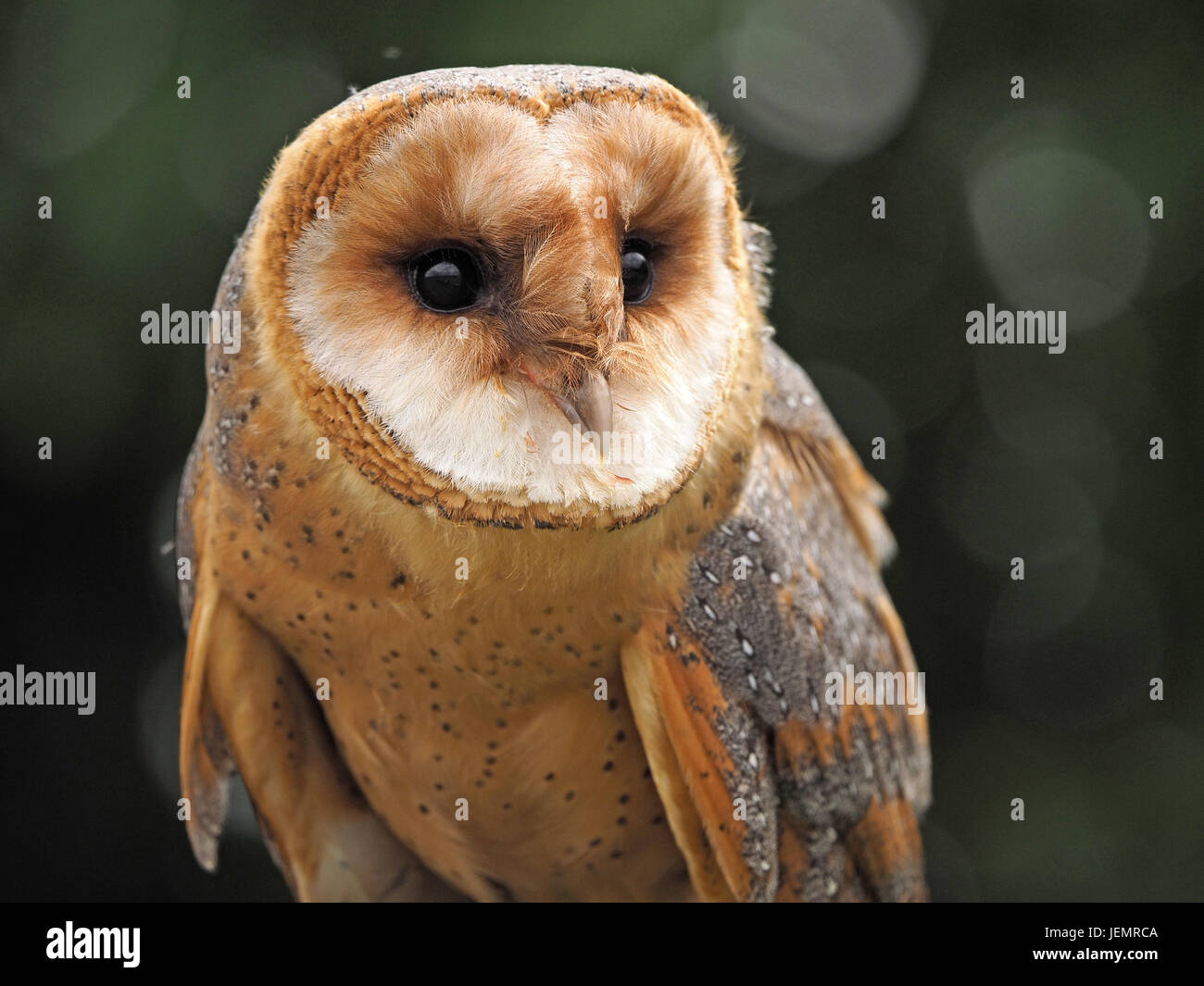 portrait of alert captive dark morph Barn Owl (Tyto alba) at a falconry centre in Oxfordshire England UK Stock Photo