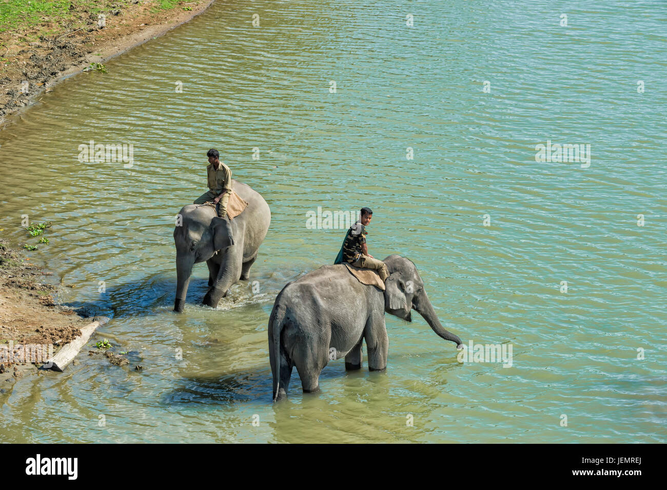 Two Mahouts riding their Indian elephants (Elephas maximus indicus) in the river, Kaziranga National Park, Assam, India Stock Photo