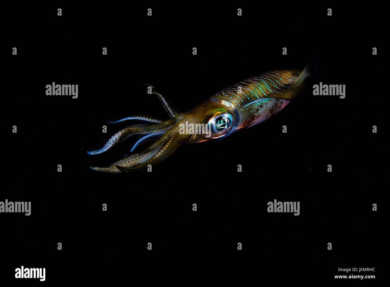 A Bigfin reef squid (Sepioteuthis lessoniana) hovers in nighttime waters off the coast of Komodo Island in Komodo National Park, Indonesia. This area  Stock Photo