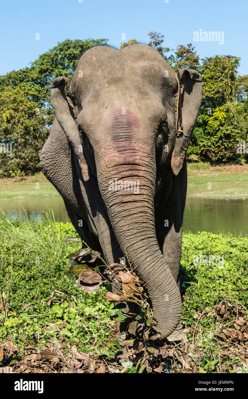 Indian elephant (Elephas maximus indicus) feeding on grass and leaves, Kaziranga National Park, Assam, India Stock Photo