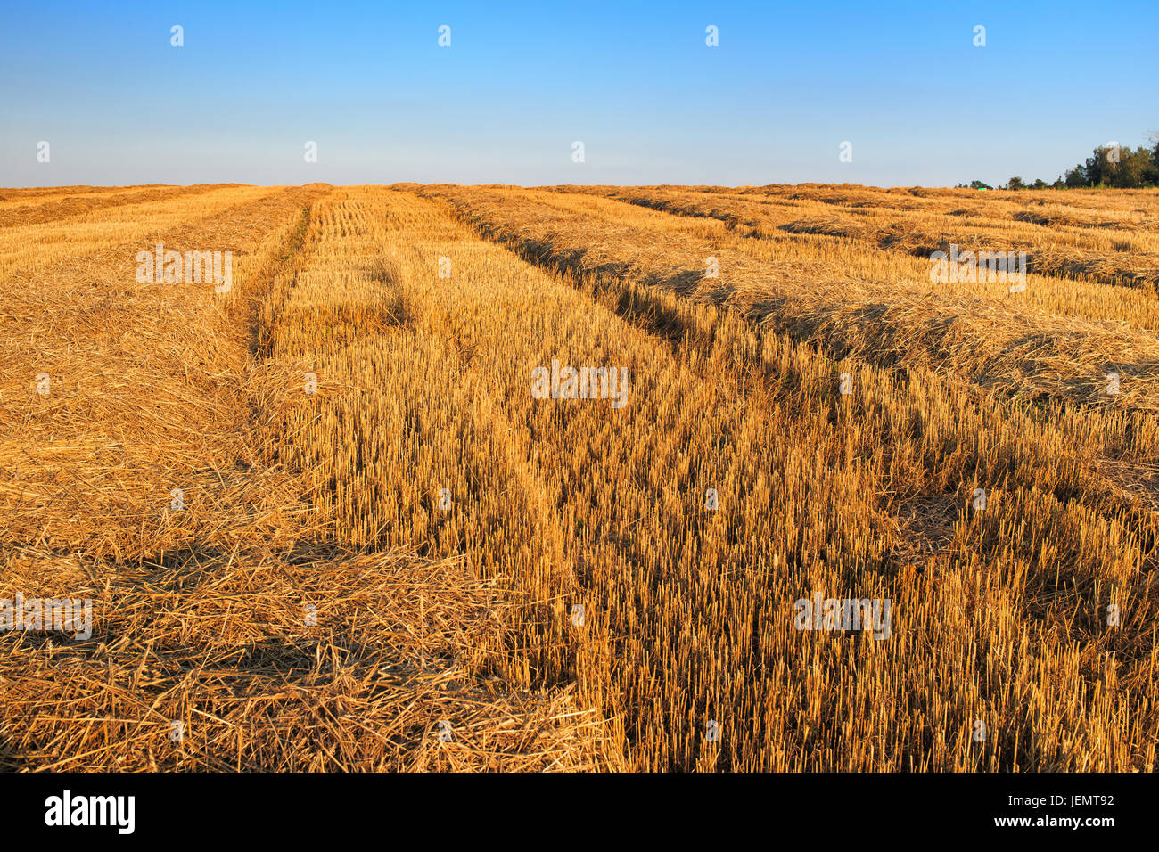 Wheat field after harvesting in hi-res stock photography and images - Alamy