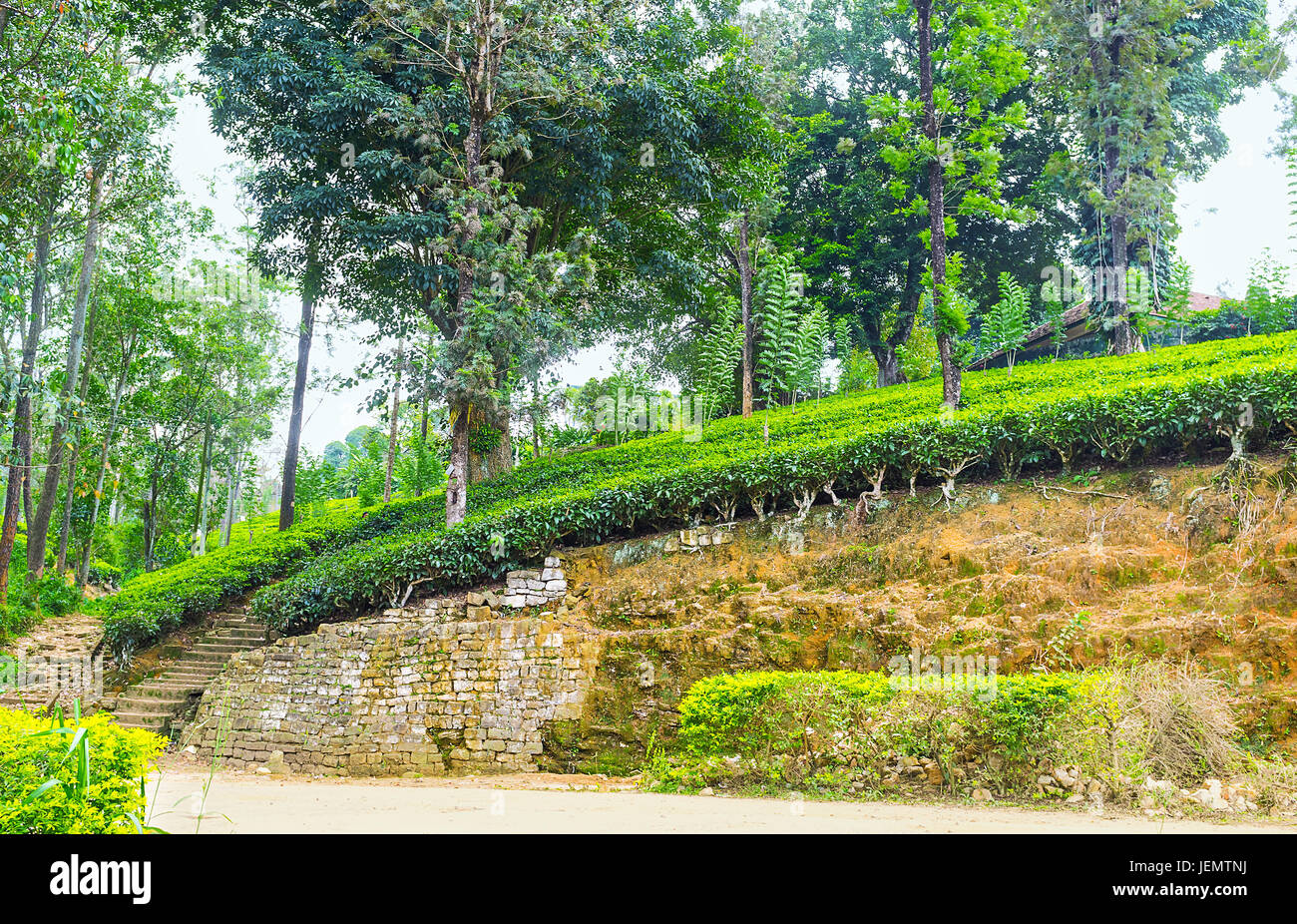 The green bushes of one the oldest tea plantations in country Melfort