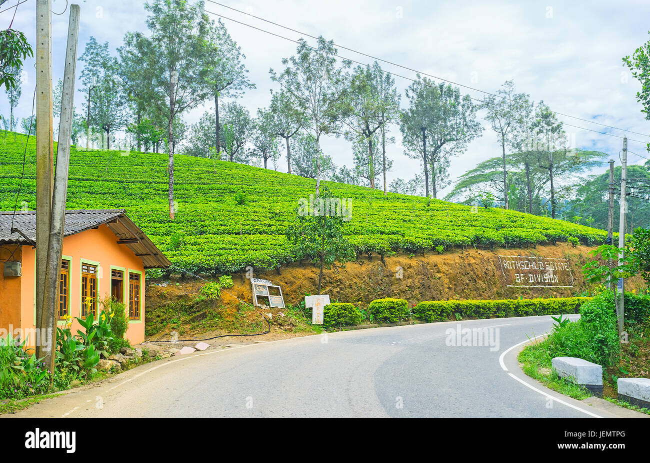 PUSSELAWA, SRI LANKA - NOVEMBER 29, 2016: The slopes of Rothschild Tea Estate, one of the best agricultural complexes in country, on November 29 in Pu Stock Photo