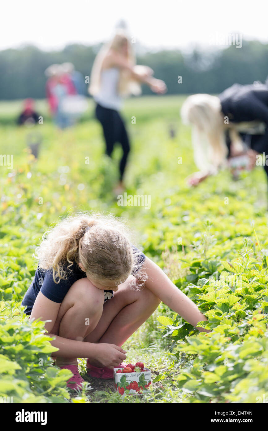 Girl picking strawberries Stock Photo - Alamy