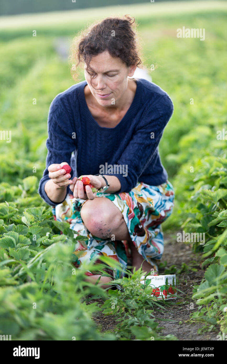 Woman picking strawberries Stock Photo - Alamy