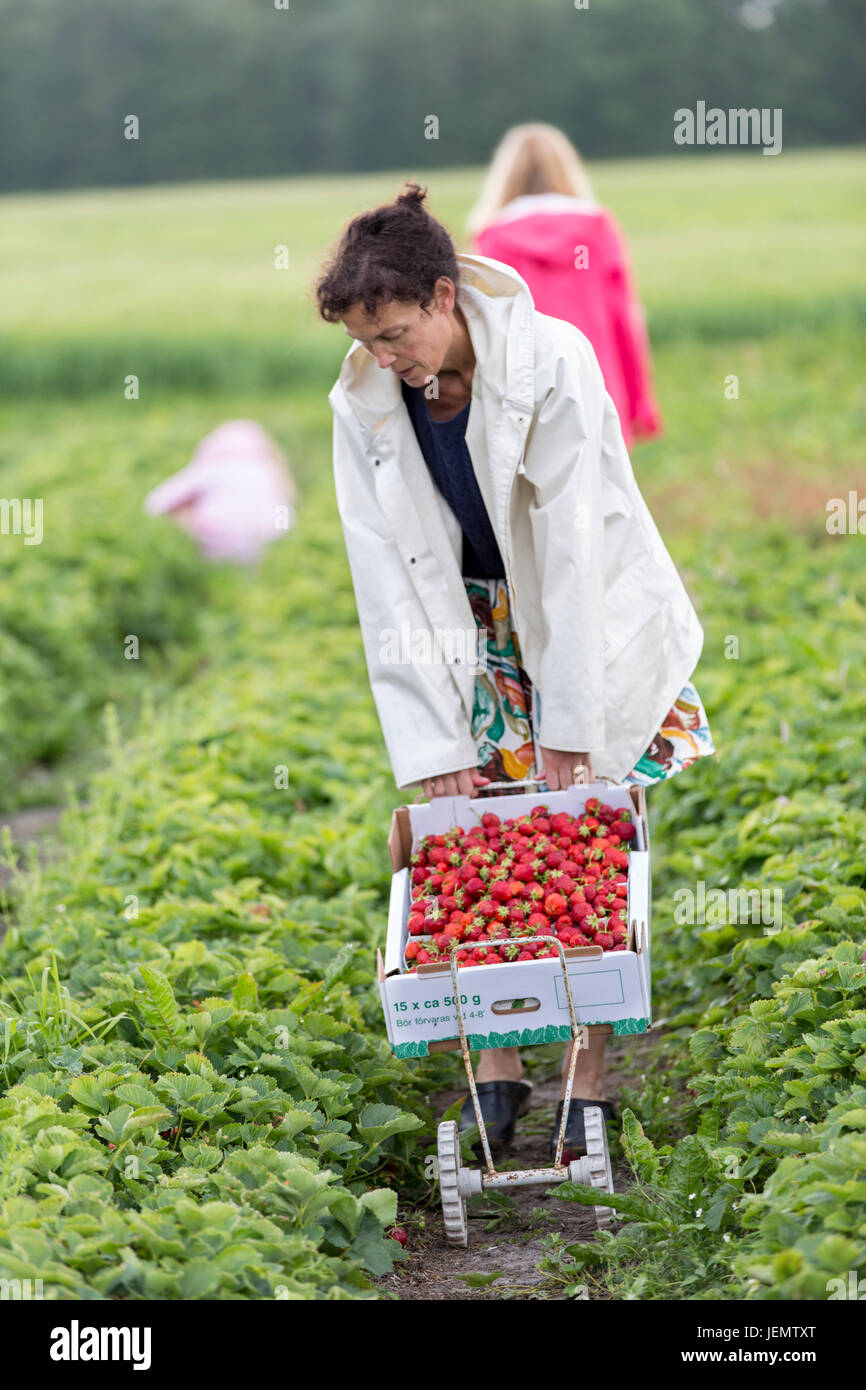 Woman picking strawberries Stock Photo - Alamy