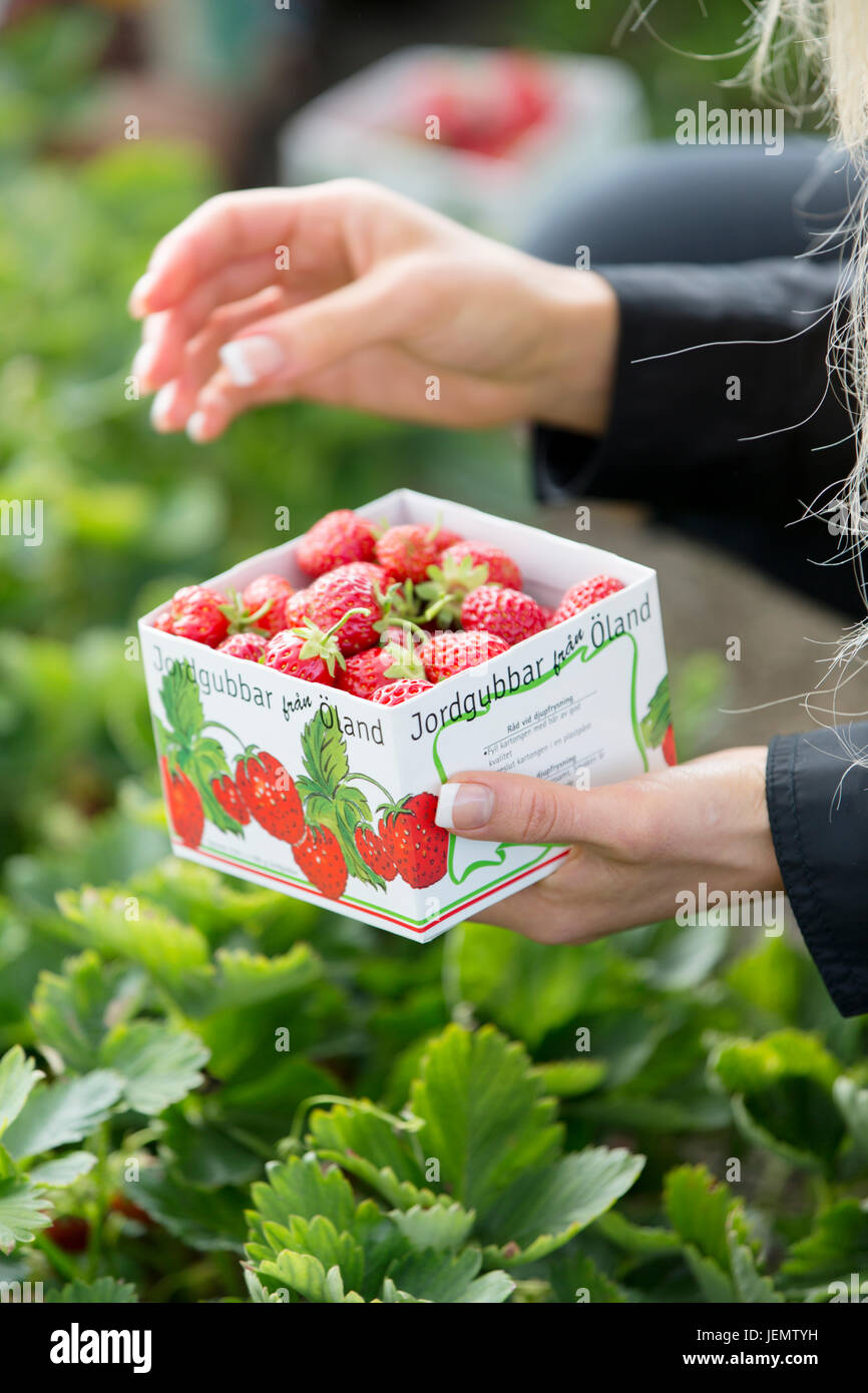 Woman picking strawberries, closeup Stock Photo Alamy