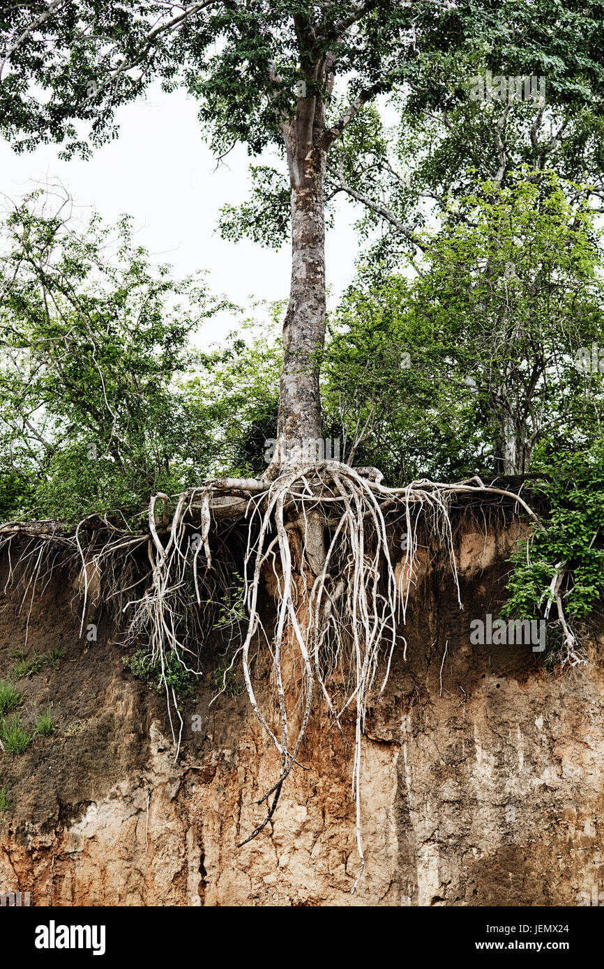 Tree with roots hanging from cliff Stock Photo - Alamy