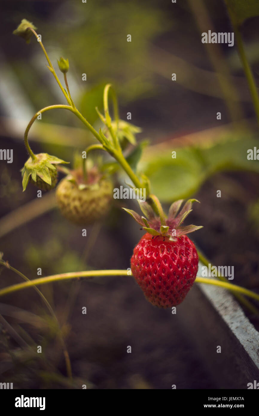 Alone strawberry in front of background in summer Stock Photo - Alamy
