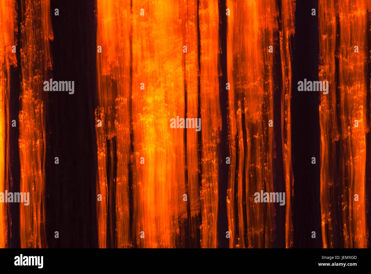 Forest at sunset Stock Photo - Alamy