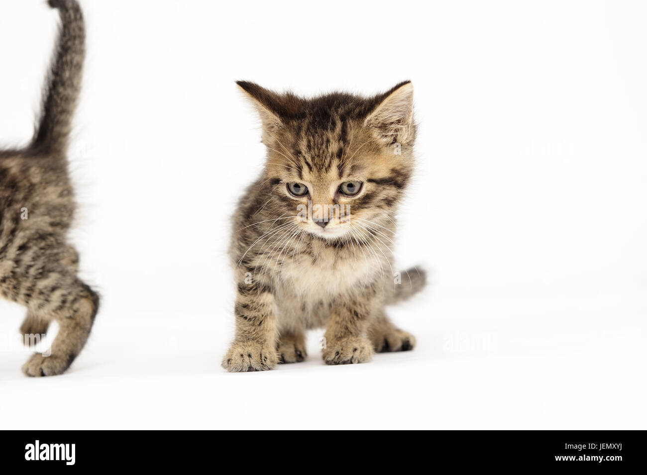 cats, cat, cat eyes, close, closeup, companion, concept, copy space