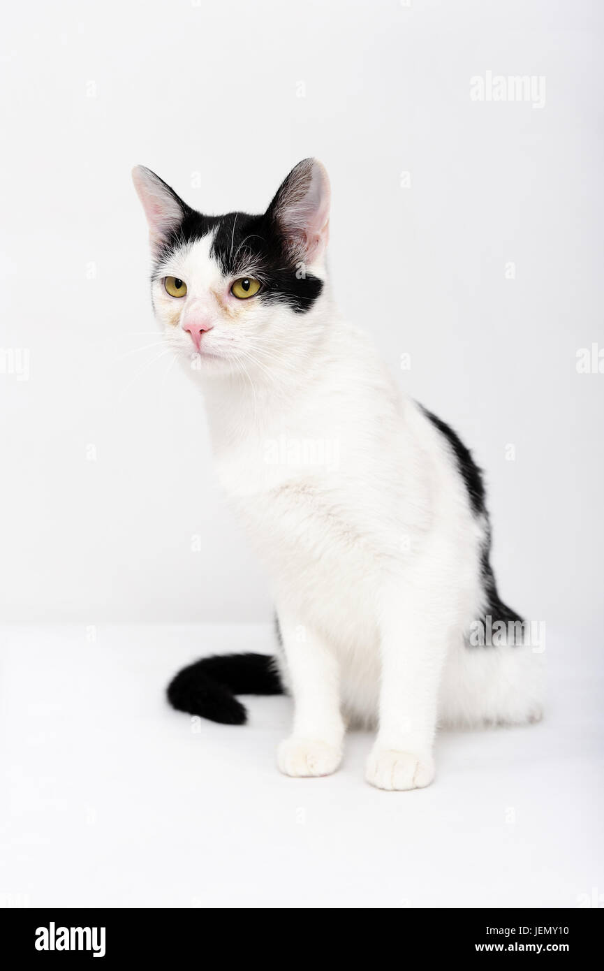 cat, cat eyes, close, close-up, companion, concept, curiosity, cut, cut out, cute, cutout, domestic, domestic animal, domestic cat, Stock Photo