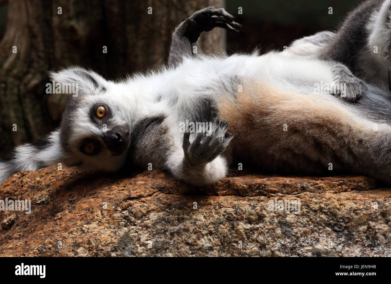 Munich, Germany. 20rd June, 20. A Lemur stretches on a rock in ...