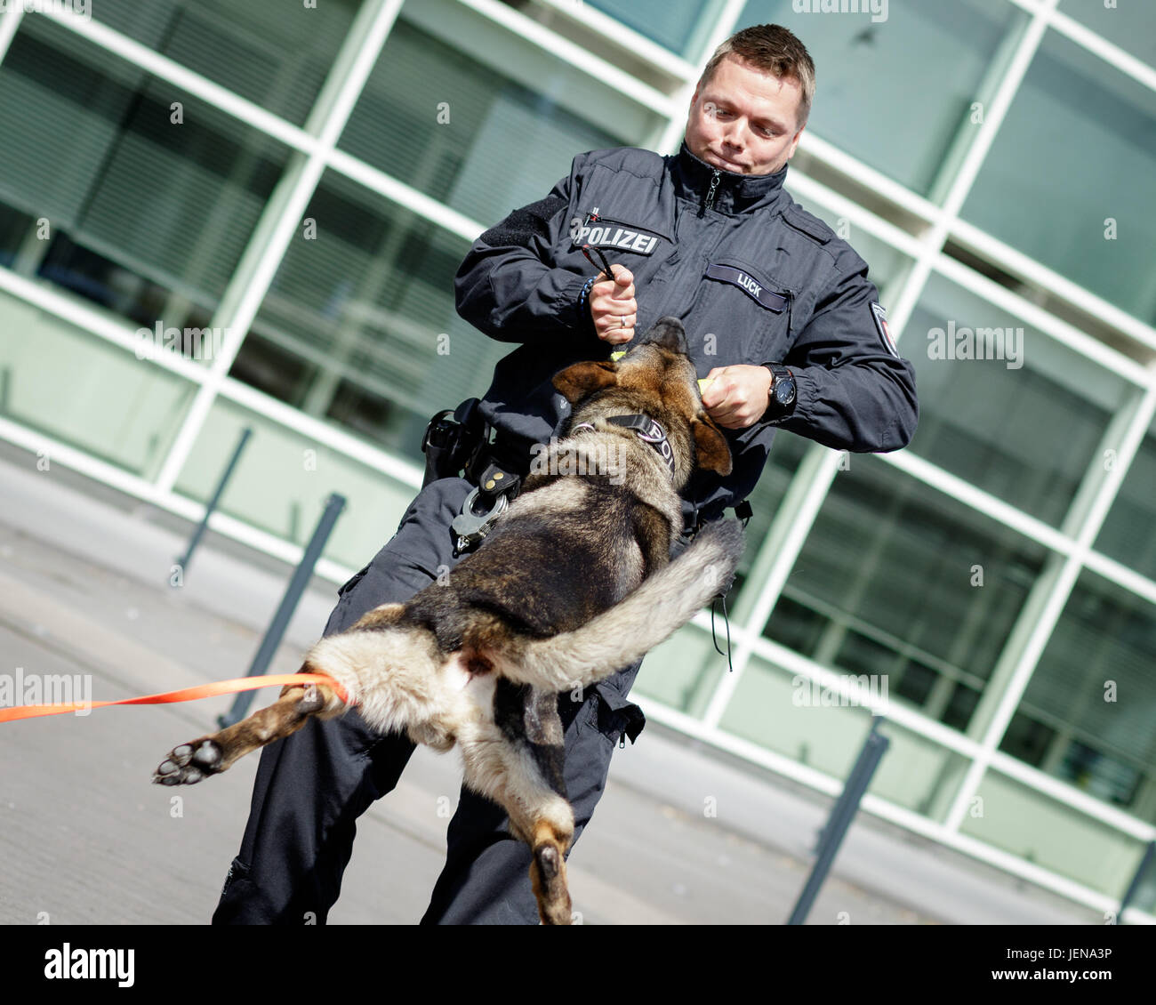 Explosive detection dogs hi-res stock photography and images - Alamy