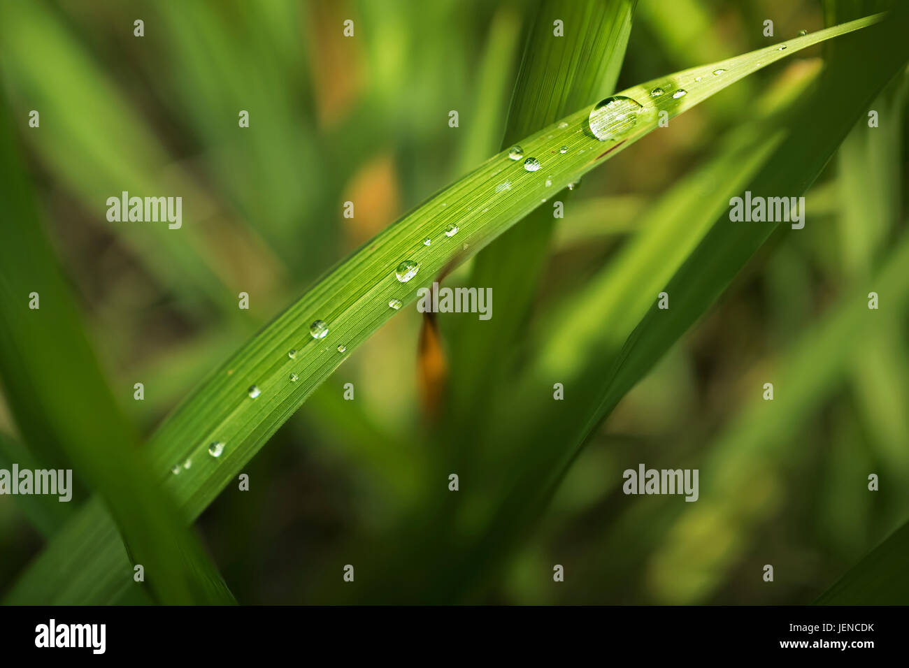 Morning dewdrop on grass Stock Photo