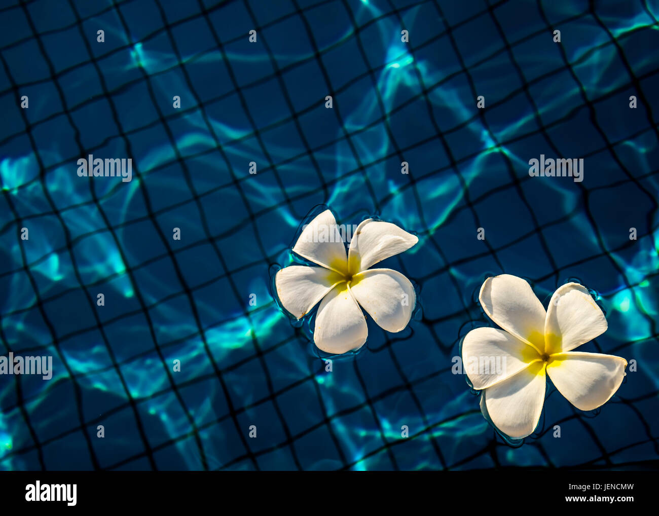 Frangipani flowers in a swimming pool Stock Photo