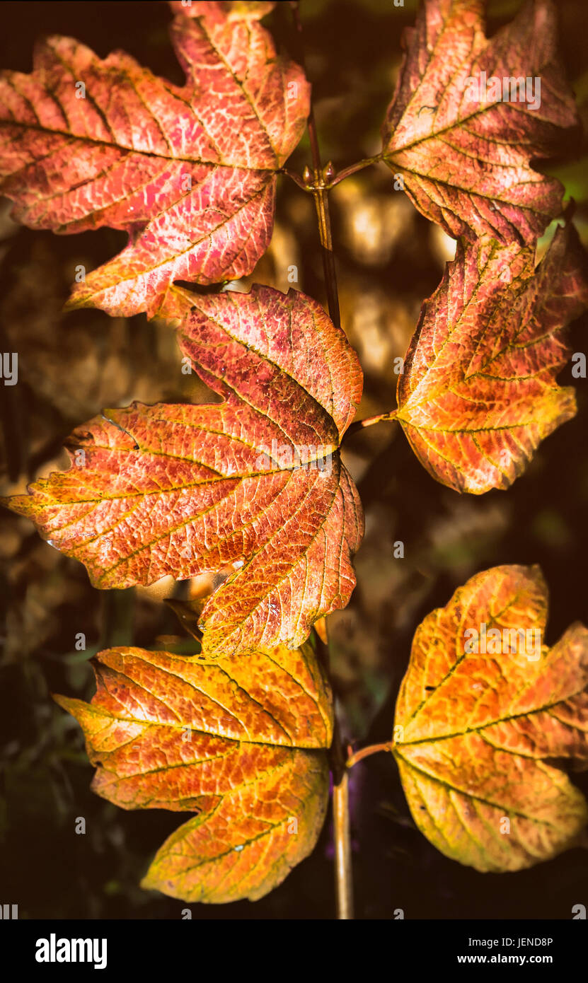 Autumn leaves in a vineyard, Kalamunda, Western Australia, Australia