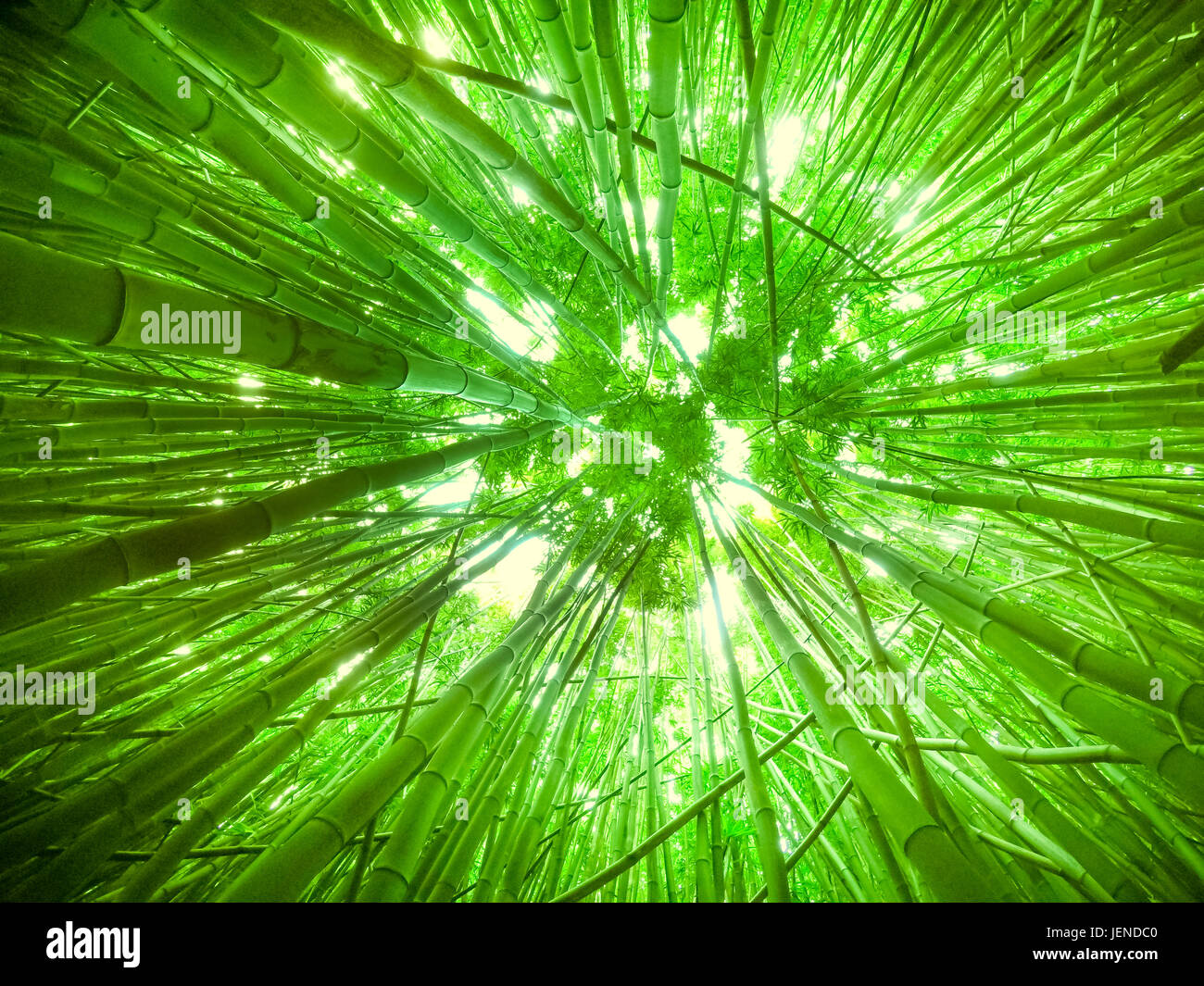 Low angle view of a bamboo canopy, Maui, Hawaii, United States Stock Photo