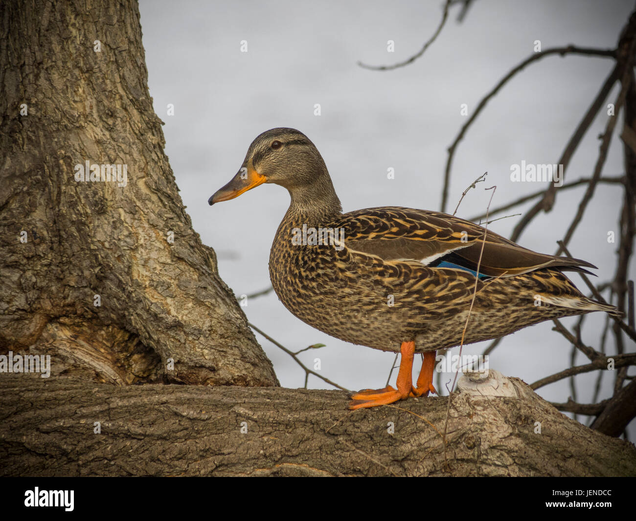 Female Mallard Duck Stock Photo Alamy