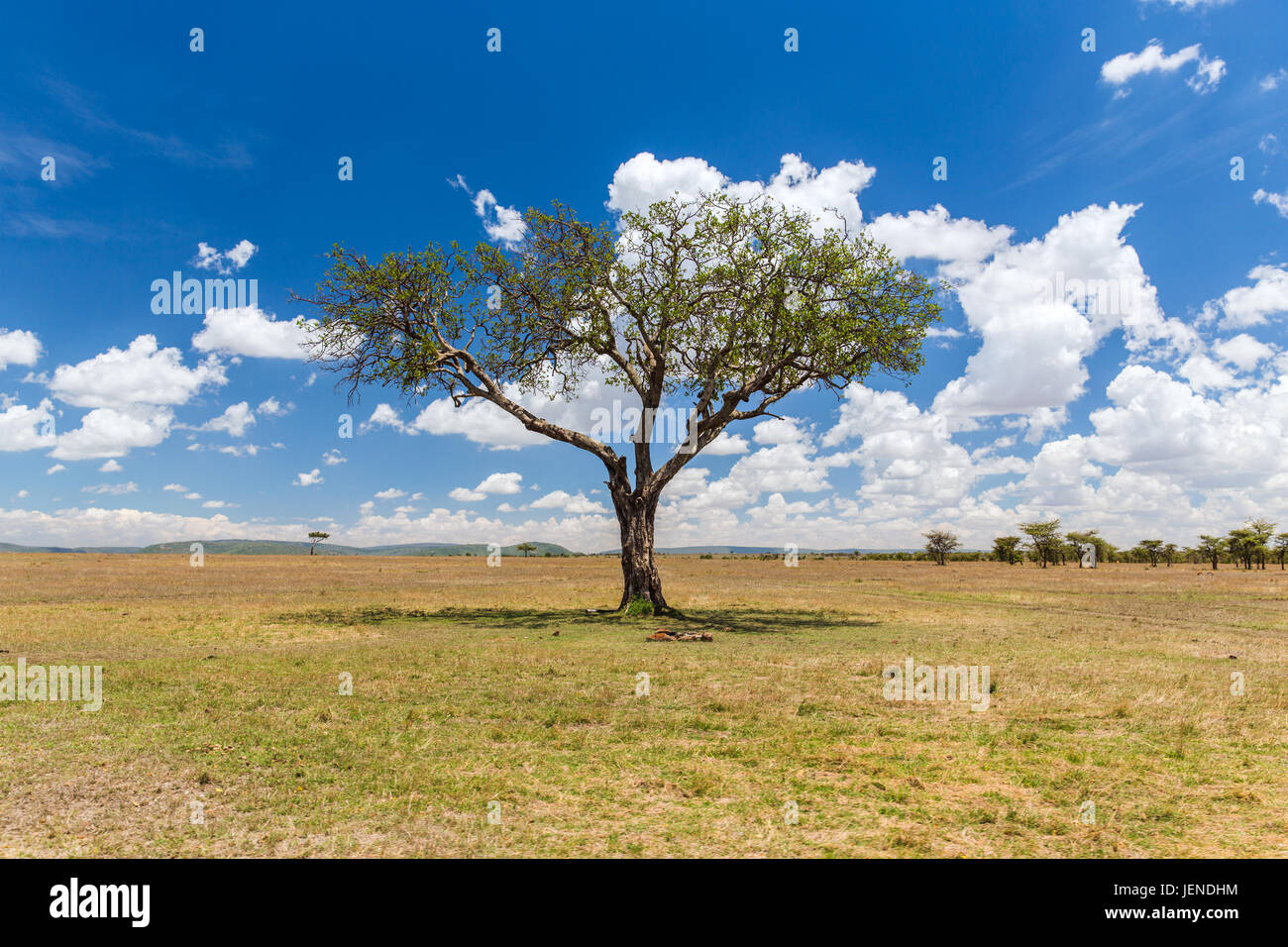 acacia tree in savannah at africa Stock Photo Alamy
