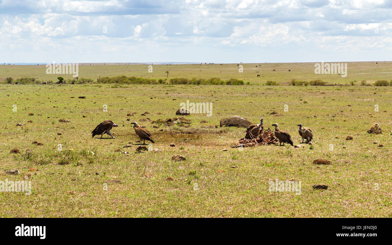 vultures eating carrion in savannah at africa Stock Photo