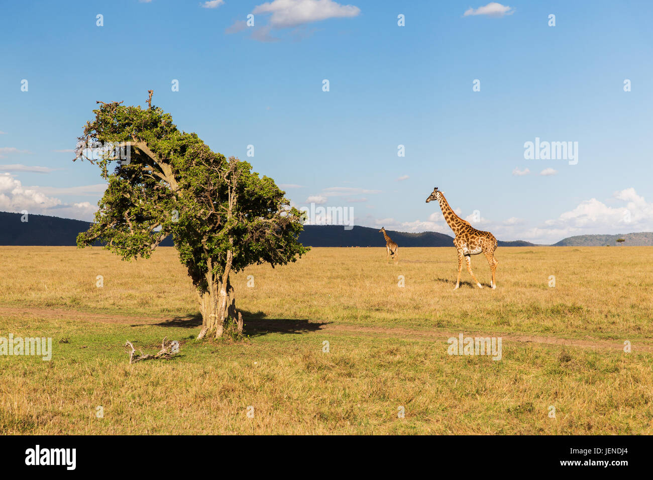 giraffes in savannah at africa Stock Photo