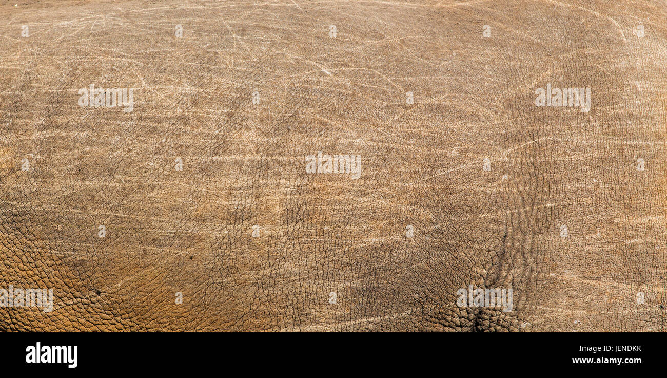 Animal skin texture hi-res stock photography and images - Alamy Animal skin texture hi-res stock photography and images - Alamy