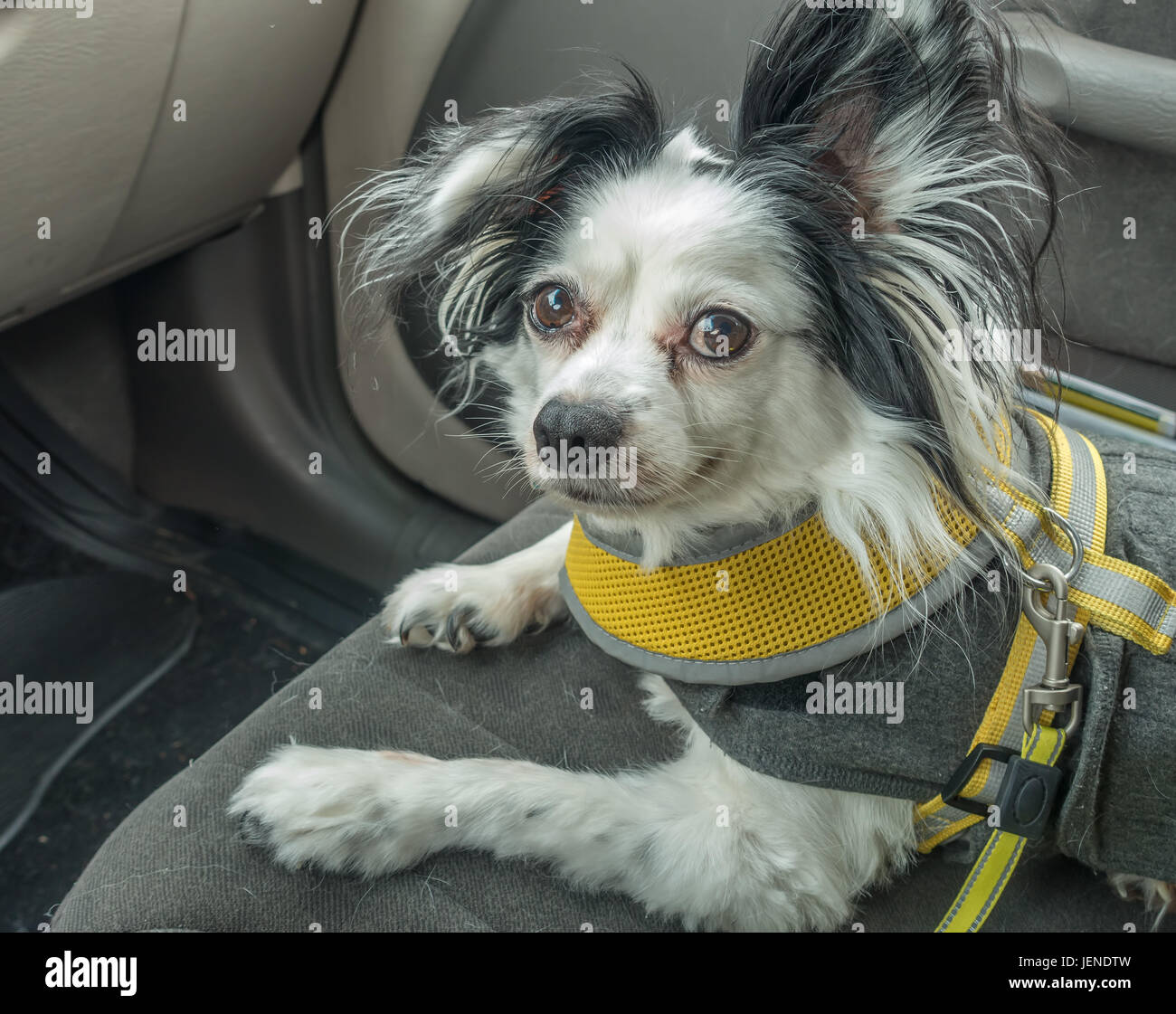 A black and white Papillon dog sits on the front seat of a car. Stock Photo